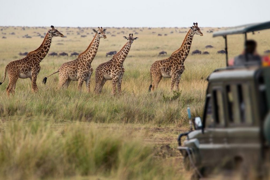 Giraffes herd in savannah