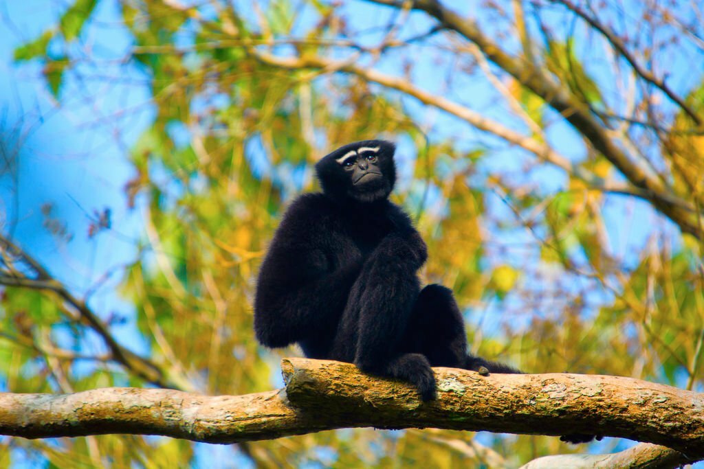 Hoolock Gibbon in Hollongapar Gibbon Wildlife Sanctuary