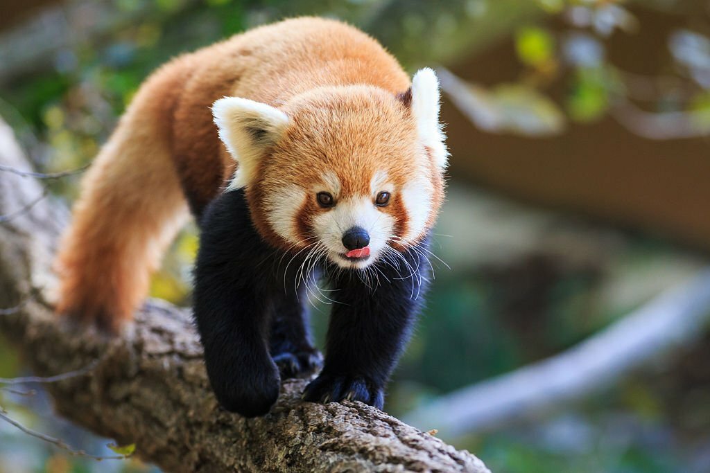  Red-panda-in-Singhalila-national-park