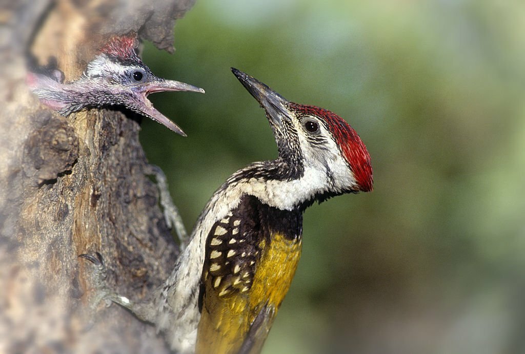 birding in Bharatpur bird sanctuary