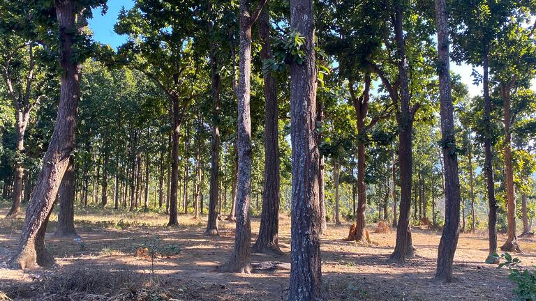 Robusta Shorea Trees - undying part of ecosystem in India