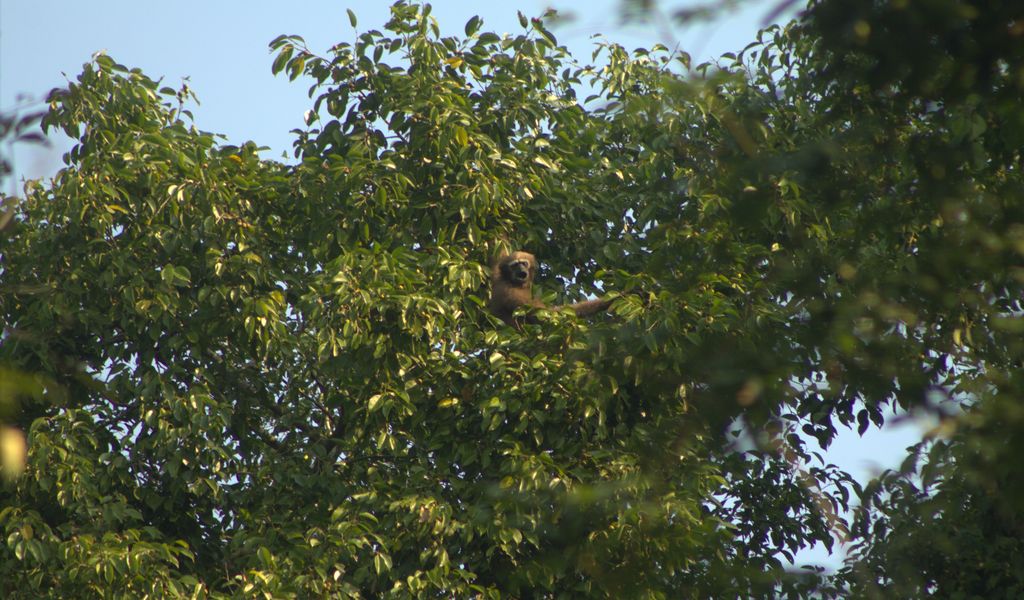 trees endless part of ecosystem in India 2