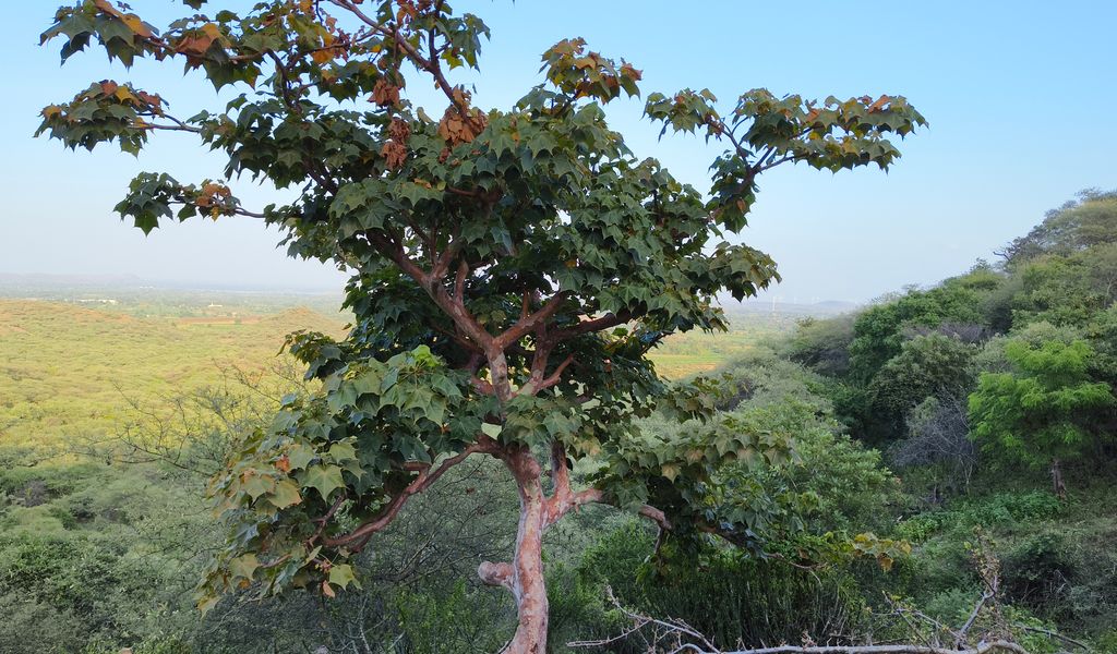 Sterculia urens,ghost tree, karaya gum