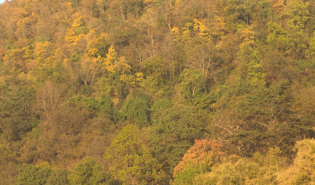 trees endless part of ecosystem in India 