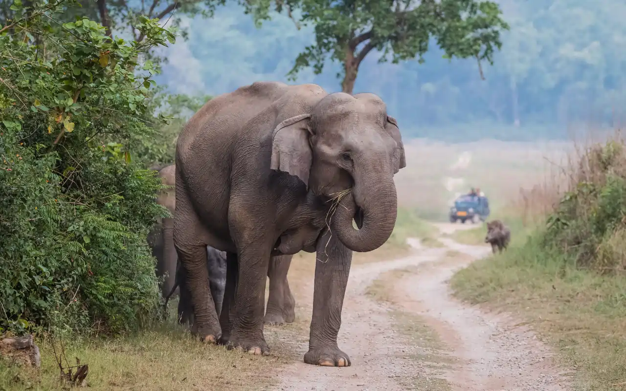 Planning Your Nature Safari