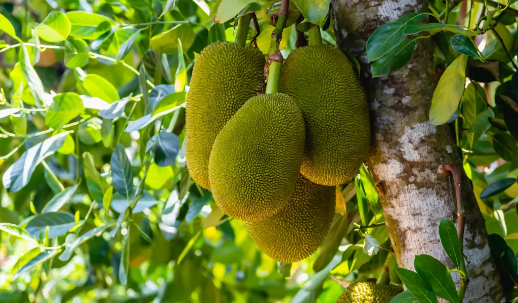 Jackfruits hanging on jackfruit tree