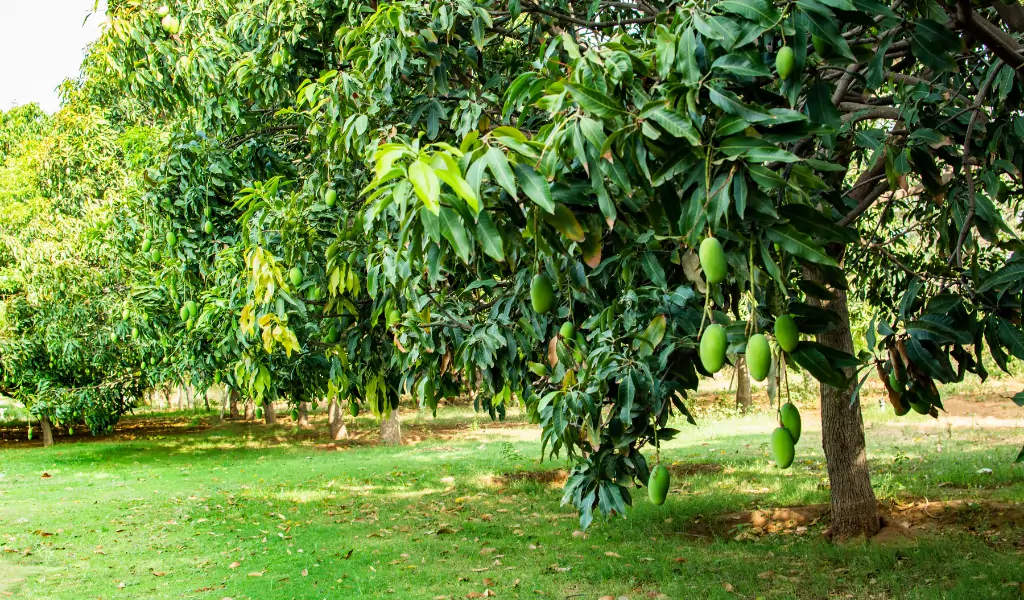 RAW GREEN MANGO TREE UP