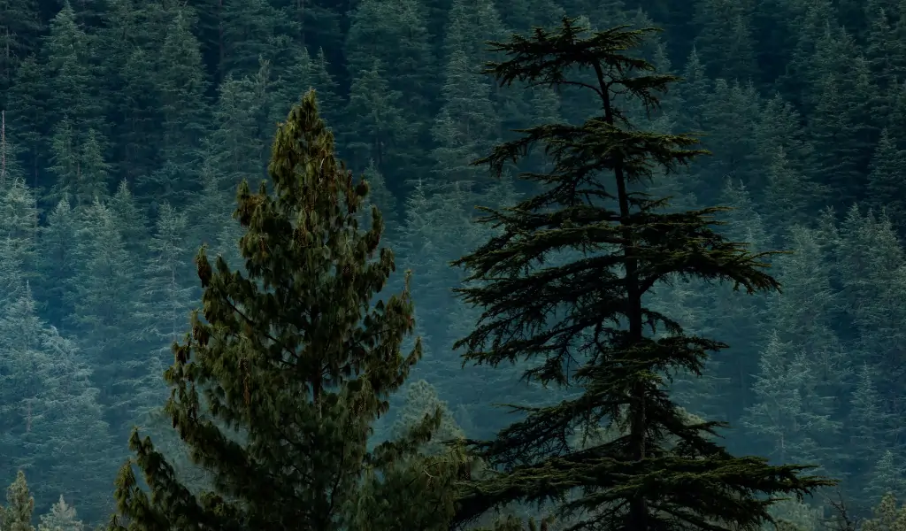 Tall Conifer Trees in the Mountain