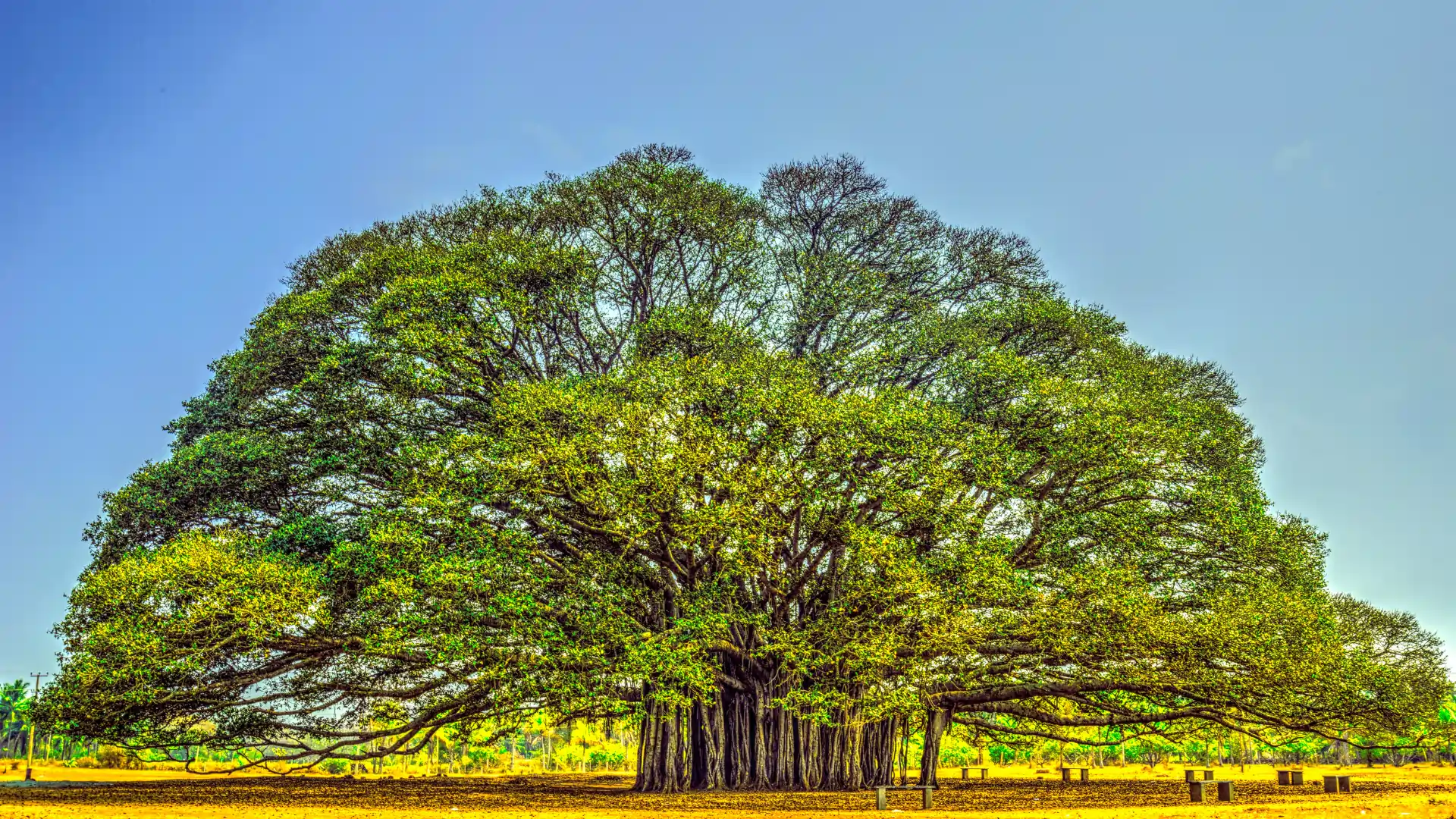 The Fascinating World of Trees and Their Designs