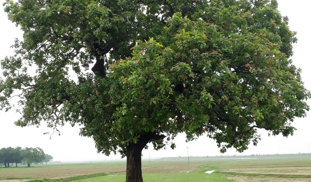 This is a mahua tree ( madhuca longifolia)