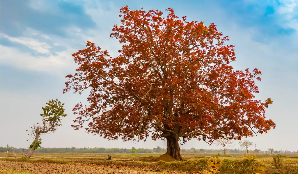 kusum tree Ceylon oak s a large deciduous (nearly evergreen) tree with a comparatively short fluted trunk and a shade spreading crown. Its seeds are the source of Kusum oil