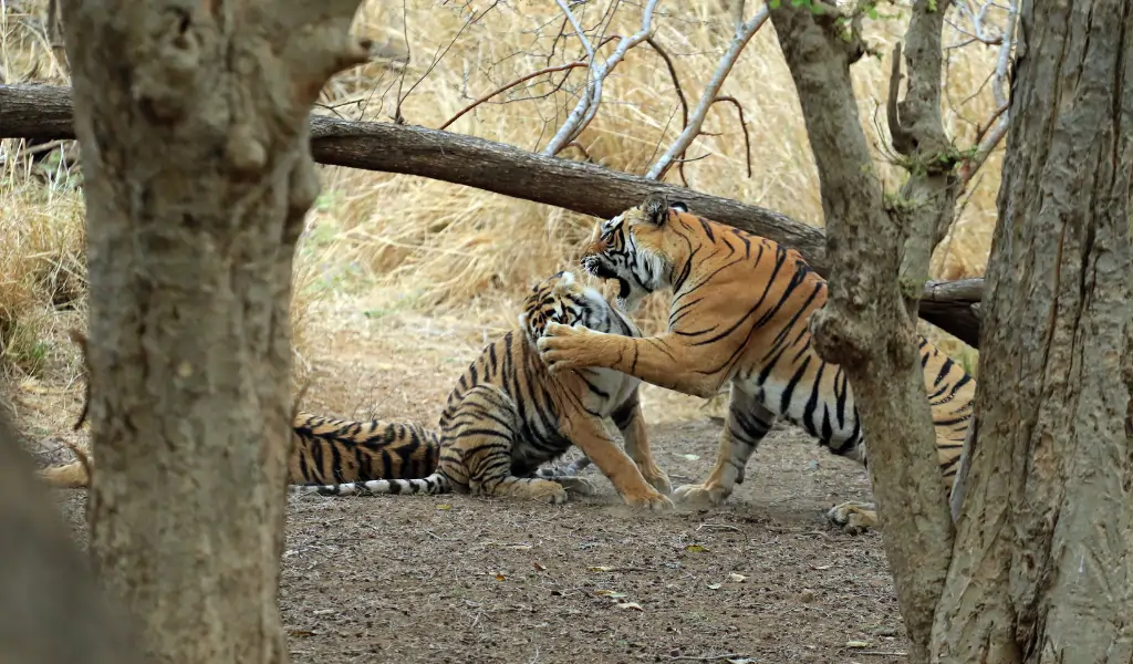 Bengal tigress with cub in Ranthambore National Park, India