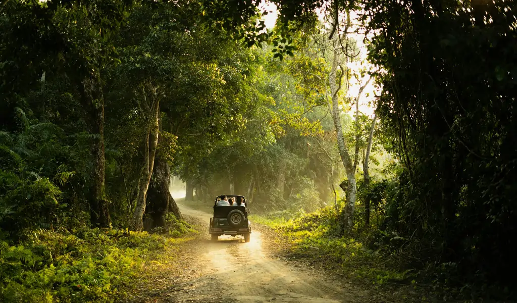 Car Safari in Jungle