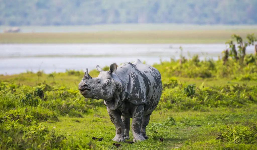Great Indian Rhinoceros and its calf in Kaziranga National Park