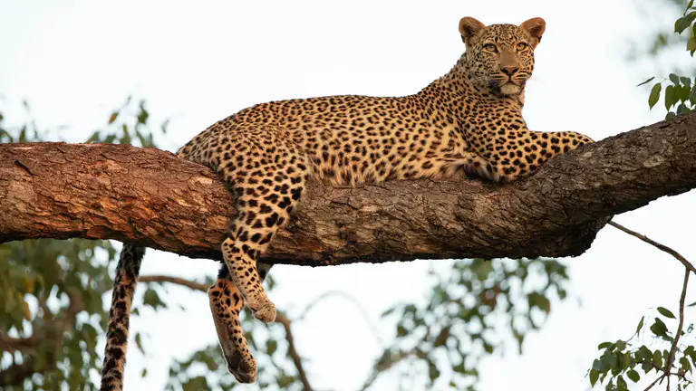 Leopard safari in bera about safari safety