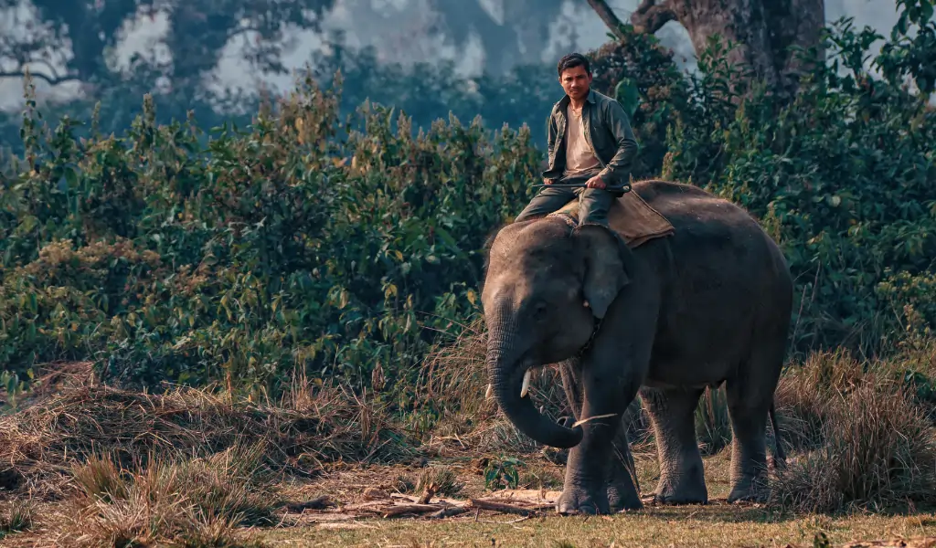Man Riding an Elephant