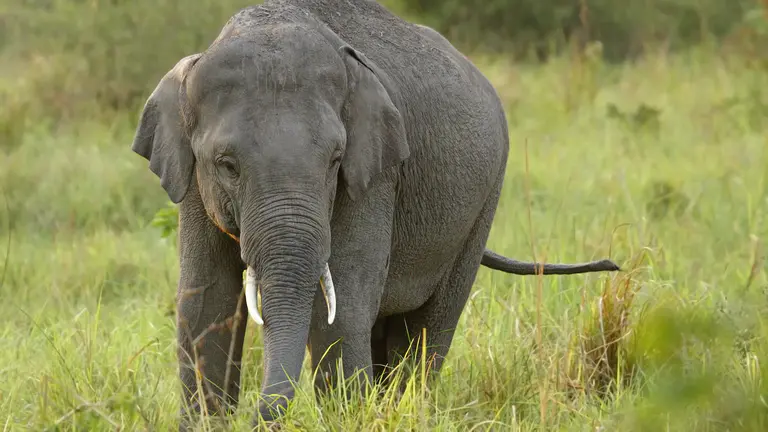 What indian wildlife should I look for when planning a visit to India's wildlife