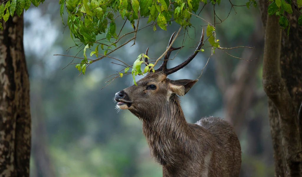 sambar deer in corbett