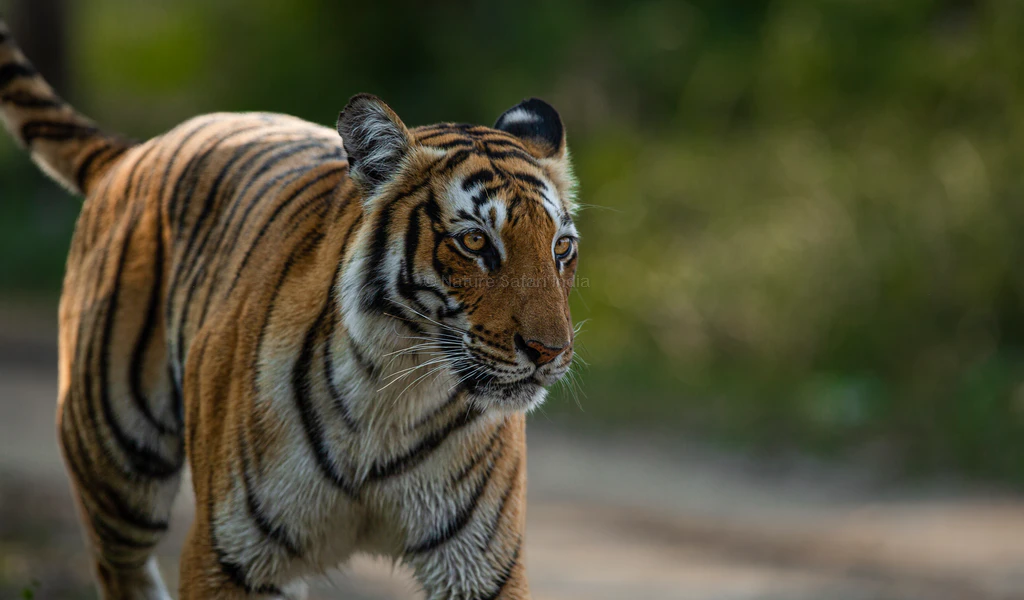 tiger crossing road in front of the jeep