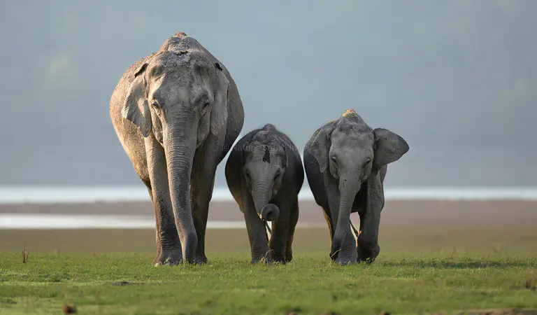tiger safari experience in jim corbett national park zones