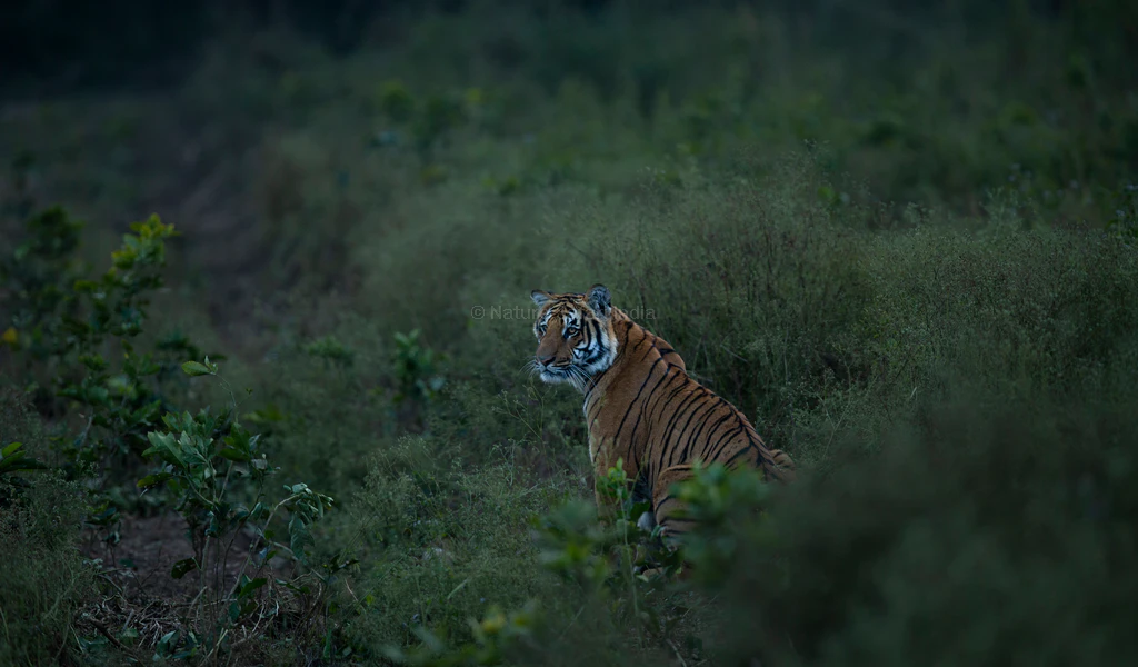 tiger safari experience in jim corbett national park zones 6