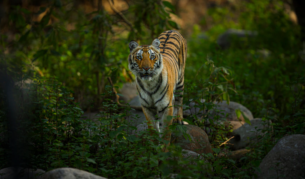 tiger spotted in the dikhala zone of jim corbett national park