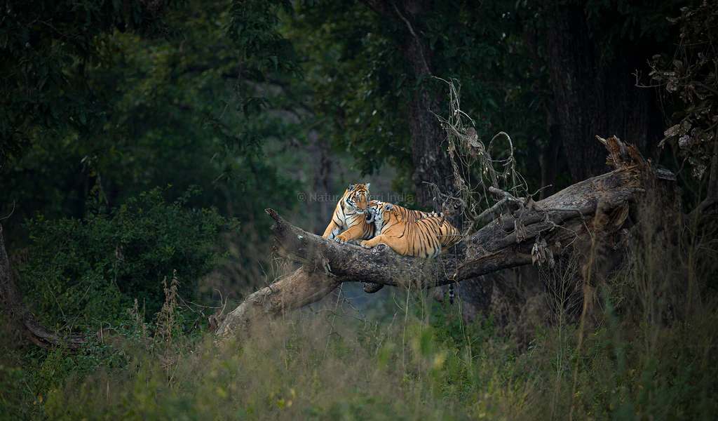 tigers sitting on the fallen trunk in jim corbett national park
